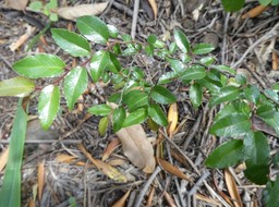 Flacourtia indica - Prune malgache - SALICACEAE - EE