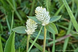 Gomphrena celiosoides .(inflorescences ) amaranthaceae. espèce envahissante.P1025431