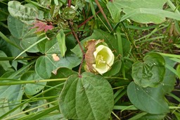 Gossypium L .cotonnier.( avec fleur jaune non fécondée )malvaceae .P1025752