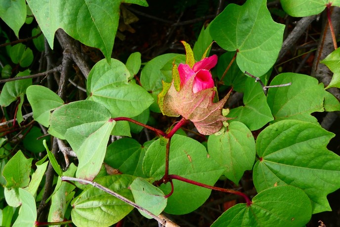 Gossypium L .cotonnier .(avec fleur rouge aprés fécondation ) malvaceae.P1025760