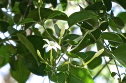 Jasminum  fluminense. oleaceae.P1025516