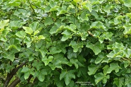Jatropha curcas. pignon d'Inde. euphorbiaceae.P1025899