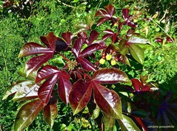 Jatropha gossypiifolia.faux ricin .médicinier rouge.euphorbiaceae.espèce envahissante.P1025422