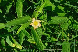 Malvastrum coromandelianum.herbe dure .malvaceae.