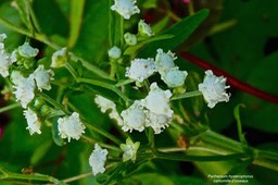 Parthenium hysterophorus. camomille z'oiseaux. herbe blanche. absinthe bâtard. asteraceae.espèce envahissante.P1025626