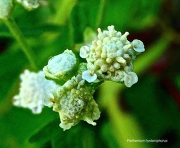 Parthenium hysterophorus.camomille z'oiseaux.herbe blanche.absinthe bâtard. (inflorescence . détail  )asteraceae.espèce envahissante.P1025625