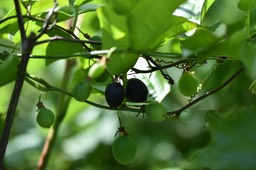 Passiflora suberosa - Liane grain d'encre - PASSIFLORACEAE - EE