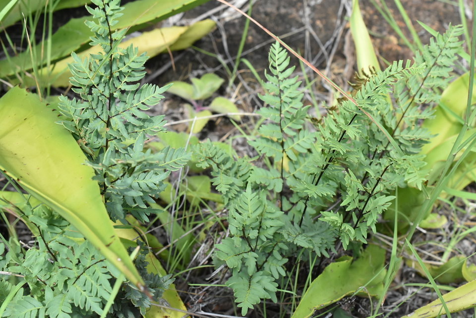 Pellaea viridis - ADIANTACEAE - Indigène Réunion, Maurice, Rodrigues