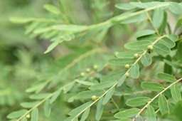 Phyllanthus casticum - Bois de demoiselle - PHYLLANTACEAE - Indigène Réunion
