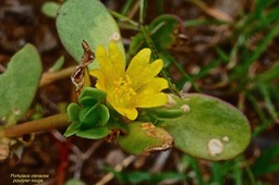 Portulaca oleracea. pourpier rouge .pourpier. portulacaceae.indigène Réunion.espèce adventice.P1025875