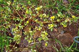Portulaca oleracea.pourpier rouge . pourpier .portulacaceae. indigène Réunion. espèce adventice. P1025872