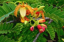Tamarindus indica. tamarinier.(inflorescence ) fabaceae.espèce naturalisée à la Réunion.P1025686