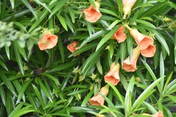 Thevetia peruviana - Laurier jaune - APOCYNACEAE - Amérique du Nord