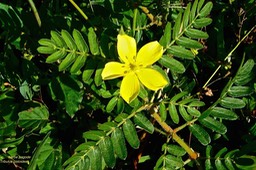 Tribulus cistoides.herbe pagode.zygophyllaceae.espèce envahissante.P1025438