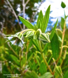 Trichodesma zeylanicum.herbe tourterelle.boraginaceae.espèce envahissante.P1025889