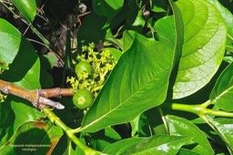 Vangueria madagascariensis.vavangue .rubiaceae. P1025453