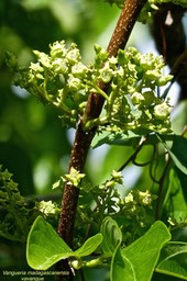 Vangueria madagascariensis.vavangue .( inflorescences ).rubiaceae.P1025457