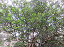 12 - Melicope obtusifolia  - Catafaille patte poule ou Grand Catafaille - Rutacée - Endémique Réunion Maurice