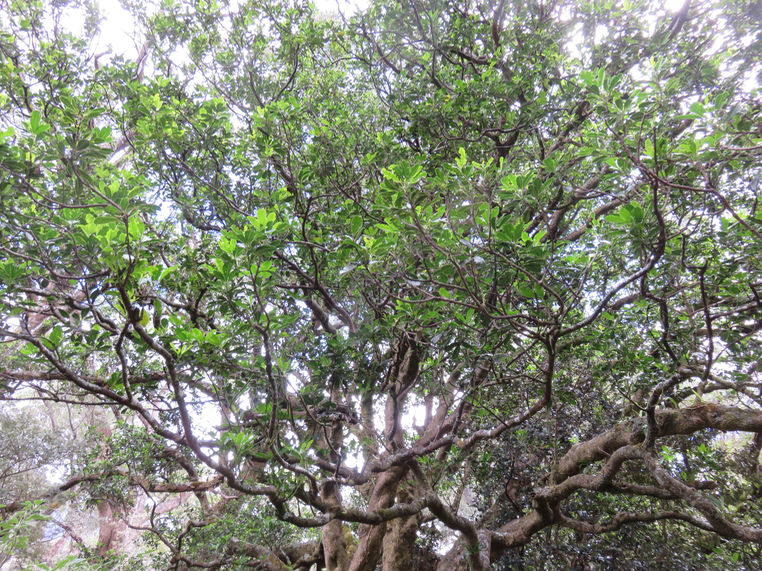 12 - Melicope obtusifolia  - Catafaille patte poule ou Grand Catafaille - Rutacée - Endémique Réunion Maurice
