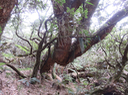 15 - Incroyable redressement du tronc de Acacia heterophylla Willd. - Tamarin des hauts - Fabaceae - Endémique La Réunion