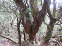 16 - Le tronc du même Acacia heterophylla Willd. - Tamarin des hauts - Fabaceae - Endémique La Réunion