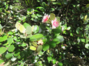 4 - Eugenia buxifolia - Bois de nèfles à petites feuilles - Myrtacée Fleurs
