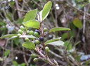 7 - Sideroxylon borbonicum - Bois de fer batard/Natte coudine/… - SAPOTACEAE - Endémique Réunion - fruits