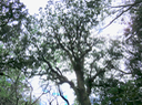 8 - Melicope obtusifolia  - Catafaille patte poule ou Grand Catafaille - Rutacée - Endémique Réunion Maurice    -Taille rarement atteinte