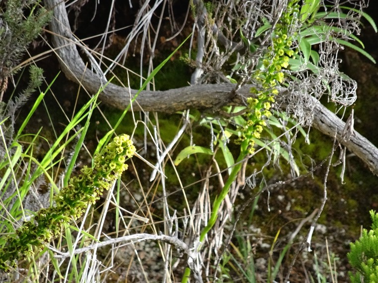 Benthamia latifolia