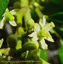 détail d'une inflorescence femelle de Toddalia asiatica . liane patte poule . rutaceae . indigène Réunion P1560134