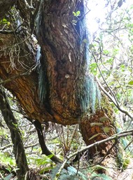 En équilibre !  Acacia heterophylla .tamarin des hauts . fabaceae . endémique Réunion .P1560262