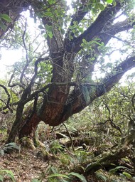 En équilibre !  Acacia heterophylla . tamarin des hauts . fabaceae . endémique Réunion .P1560256