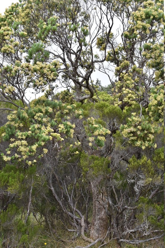 Enorme Ambavile blanche - Hubertia tomentosa - ASTERACEAE - Endémique Réunion