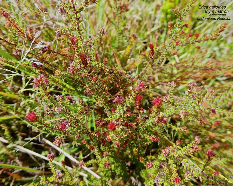 Erica galioides fleuri .thym marron .ericaceae . endémique Réunion .P1560287