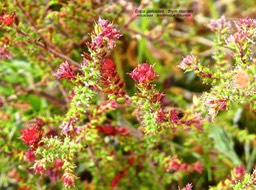 Erica galioides .thym marron .(en fleurs) .ericaceae .endémique Réunion .P1560290