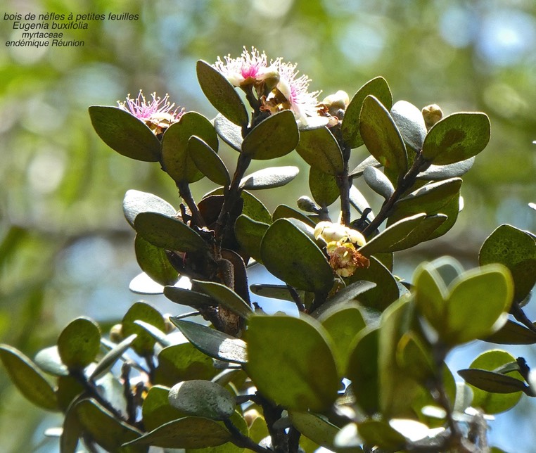 Eugenia buxifolia .bois de nèfles à petites feuilles .myrtaceae .endémique Réunion .P1560195