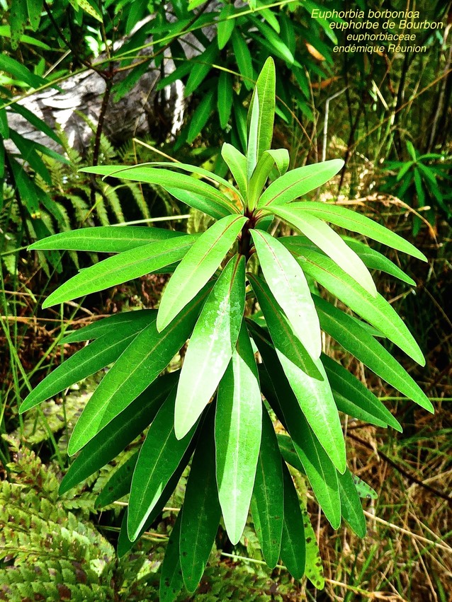 Euphorbia borbonica . euphorbe de Bourbon . euphorbiaceae .endémique Réunion P1560238