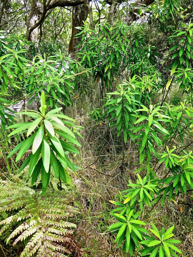 Euphorbia borbonica .euphorbe de Bourbon. euphorbiaceae .endémique Réunion P1560239