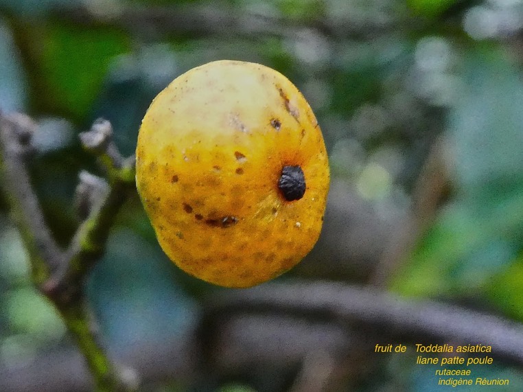 Fruit de Toddalia asiatica .liane patte poule .rutaceae . indigène Réunion P1560310