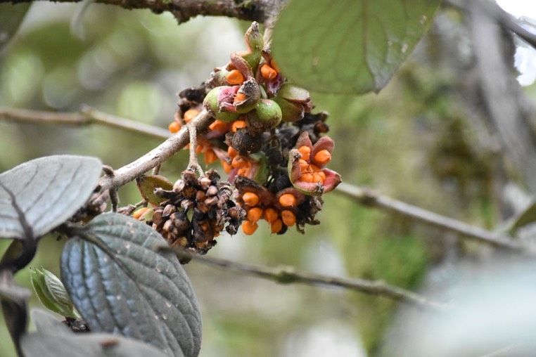 Fruits du mapou - Monimia rotundifolia - MONIMIACEAE - Endémique Réunion
