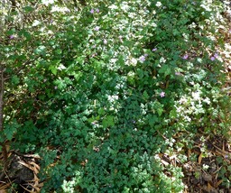 Geranium robertianum . herbe à Robert .geraniaceae .espèce envahissante P1560112