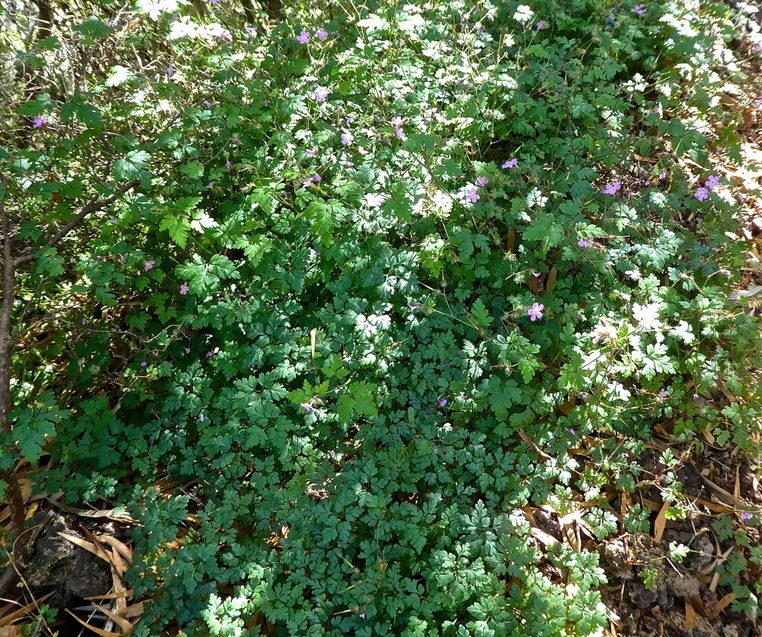 Geranium robertianum . herbe à Robert .geraniaceae .espèce envahissante P1560112