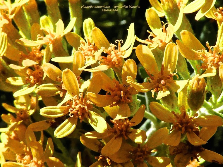 Hubertia tomentosa . ambavile blanche . asteraceae . endémique Réunion P1560105