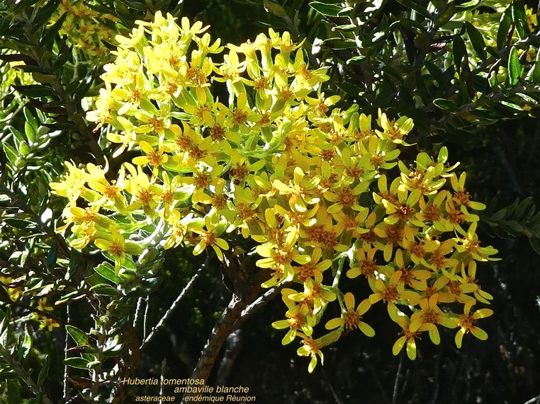 Hubertia tomentosa . ambaville blanche . asteraceae . endémique Réunion .P1560104