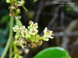 inflorecence mâle de Toddalia asiatica . liane patte poule .rutaceae .indigène Réunion P1560311