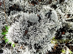 lichen Stereocaulon vulcani . fleur de roche .stereocaulaceae P1560297