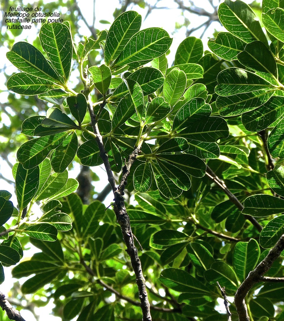 Melicope obtusifolia . catafaille patte poule . rutaceae .endémique Réunion Maurice .P1560155