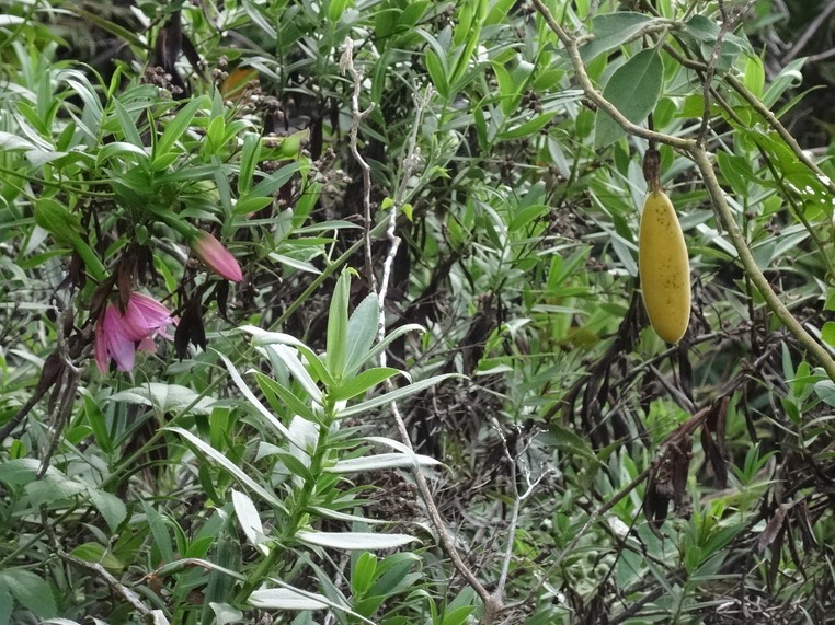 Passiflore banane - Passiflora tripartita - PASSIFLORACEAE EE