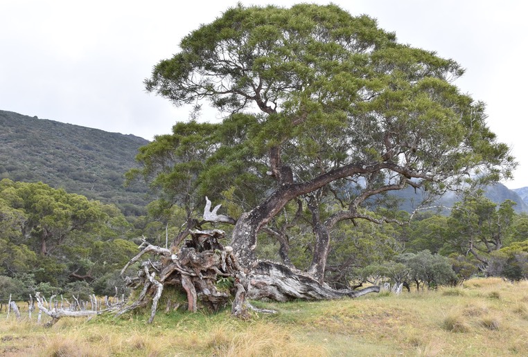 Tamarin des hauts - Acacia heterophylla - FABACEAE - Endémique Réunion