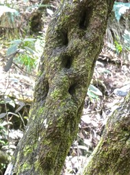 Tronc de Bois de fer bâtard . Sideroxylon borbonicum . sapotaceae . endémique Réunion P1560229